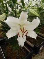 [4249 Nova Zenbla EVR No02.JPG]